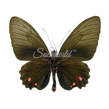 Parides Vertumnus Bogotanus (M)