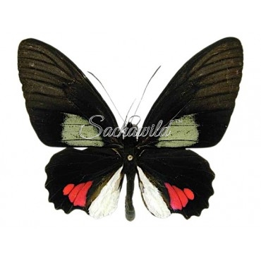 Parides Vertumnus Bogotanus (M)