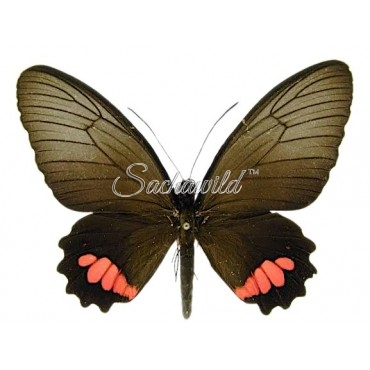 Parides Vertumnus Bogotanus (F)