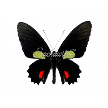 Parides Cutorina (M)