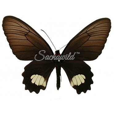 Parides Cutorina (F)