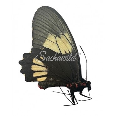 Parides Anchises Koenigi (F)