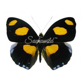 Catonephele Numilia Numilia (M)