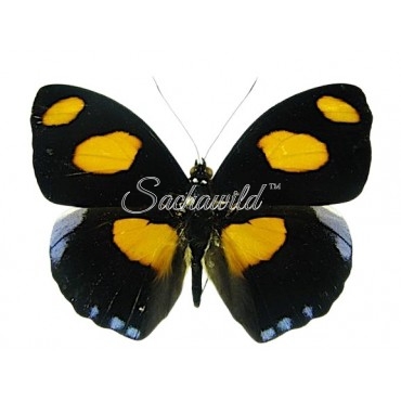 Catonephele Numilia Numilia (M)