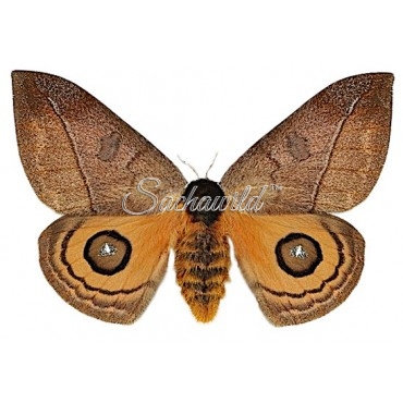 Automeris Abdominalis (M)