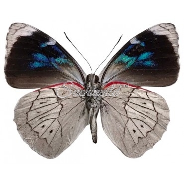 Perisama Dorbygnyi Klugi