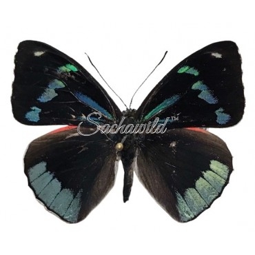 Perisama Dorbygnyi Klugi