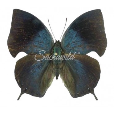 Anaea Philumena Philumena