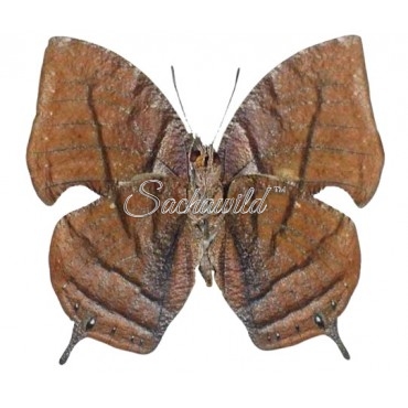 Anaea Philumena Philumena