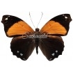 Epiphile Lampethusa (M)