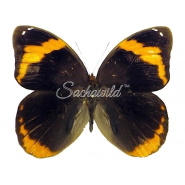 Catoblepia Berecynthia