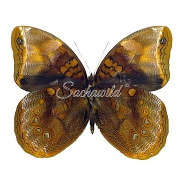 Catoblepia Berecynthia