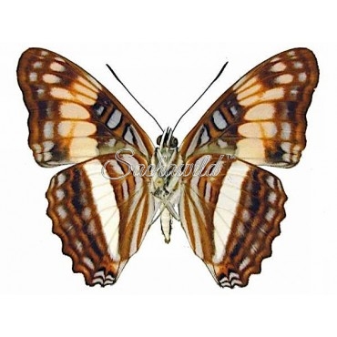 Adelpha Delinita