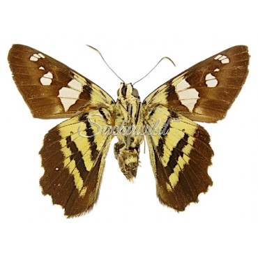 Agara Epimachia Epimachia