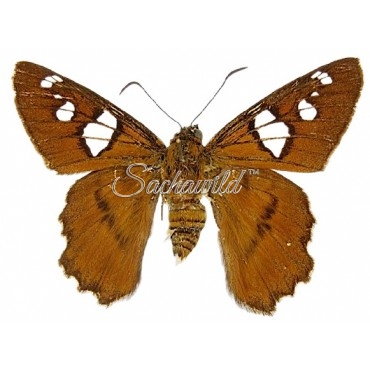 Agara Epimachia Epimachia