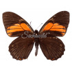 Papilio Euterpinus (M)
