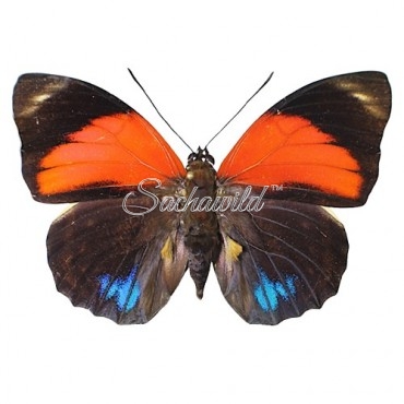 Agrias Amydon Tryphon