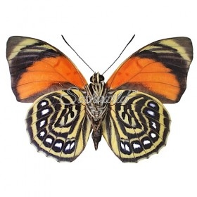 Agrias Amydon Tryphon