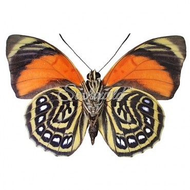 Agrias Amydon Tryphon