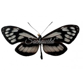 Napeogenes Harbona Domiduca