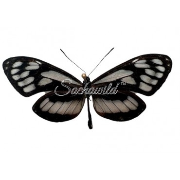 Napeogenes Harbona Domiduca