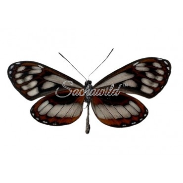 Napeogenes Harbona Domiduca (M)