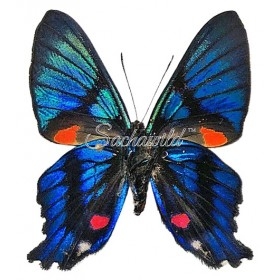 Ancyluris Inca Cacica