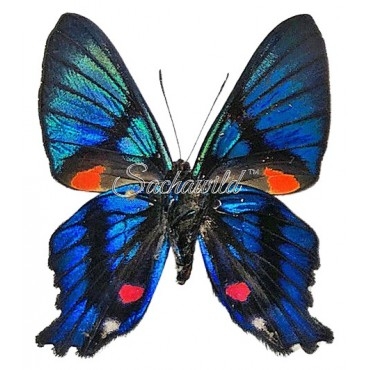 Ancyluris Inca Cacica