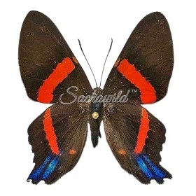 Ancyluris Inca Cacica Latifasciata