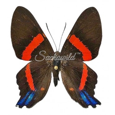 Ancyluris Inca Cacica Latifasciata