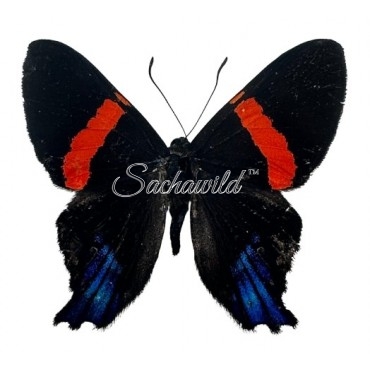 Ancyluris Inca Cacica