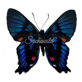 Ancyluris Inca Cacica