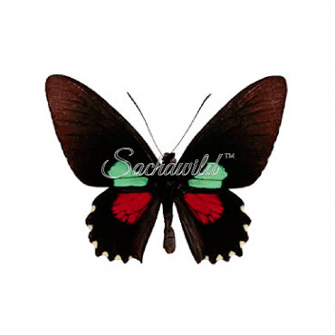 Parides Aeneas Bolivar (M)