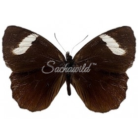 Pedaliodes Palaepolis