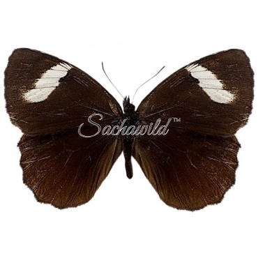 Pedaliodes Palaepolis