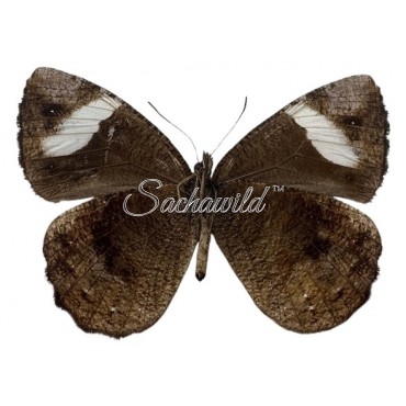 Pedaliodes Palaepolis