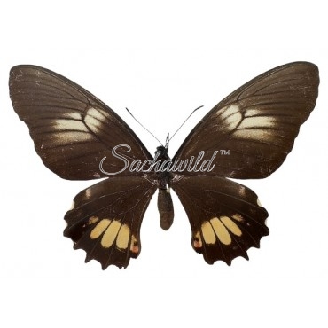 Papilio Heraclides Isidorus Tingo