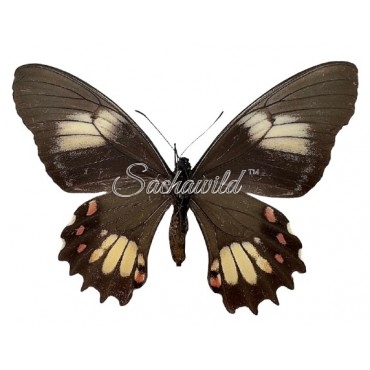 Papilio Heraclides Isidorus Tingo