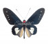 Parides Chabrias (M)