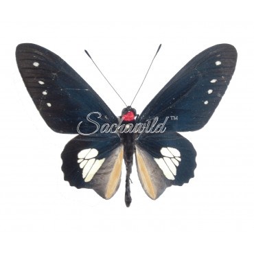Parides Chabrias (M)