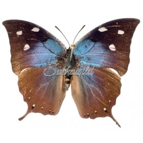 Anaea (Memphis) Xenocles