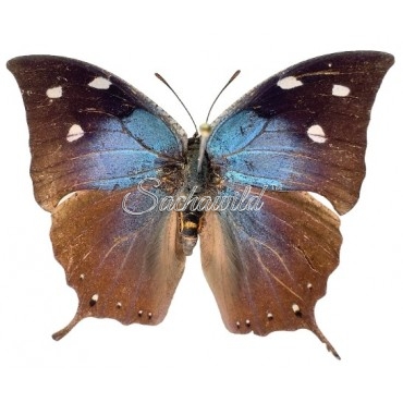 Anaea (Memphis) Xenocles