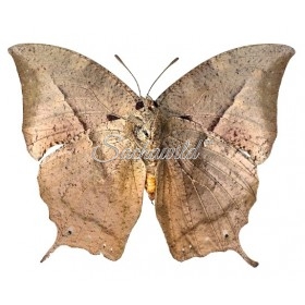 Anaea (Memphis) Xenocles