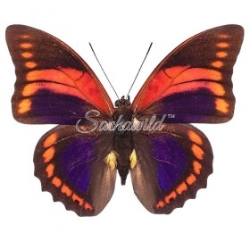 Prepona Praeneste Confusa