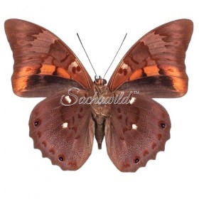 Prepona Praeneste Confusa