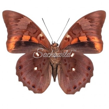 Prepona Praeneste Confusa