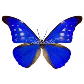 Morpho Rhetenor Cacica f. Paradisiaca