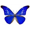 Morpho Rhetenor Cacica f. Paradisiaca (M)