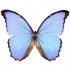 Morpho Godartii Assarpai