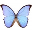 Morpho Godartii Assarpai (M)